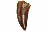 Serrated, Raptor Tooth - Real Dinosaur Tooth #216546-1
